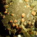 Dendrodoa grossularia (Tangbeere)